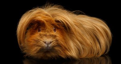 Study reveals origins of guinea pig domestication